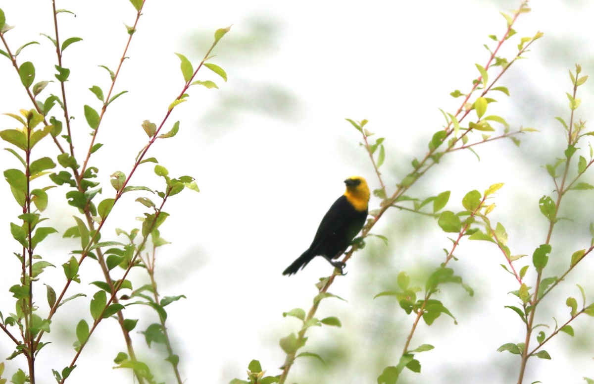 Yellow-hooded Blackbird - ML523873931