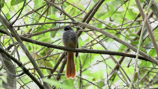 Rufous-tailed Fantail - ML523874231