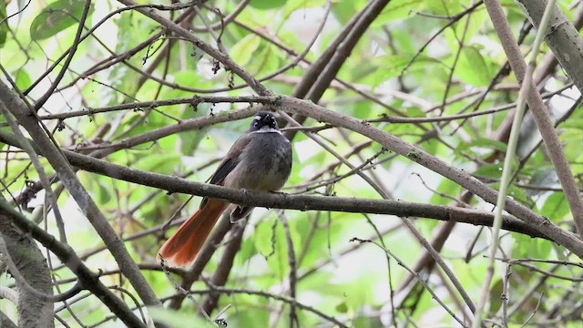  - Rufous-tailed Fantail