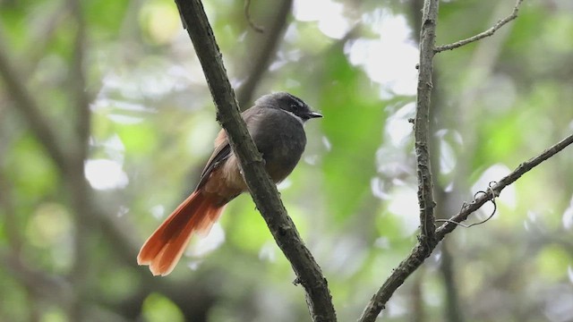 Rufous-tailed Fantail - ML523874911
