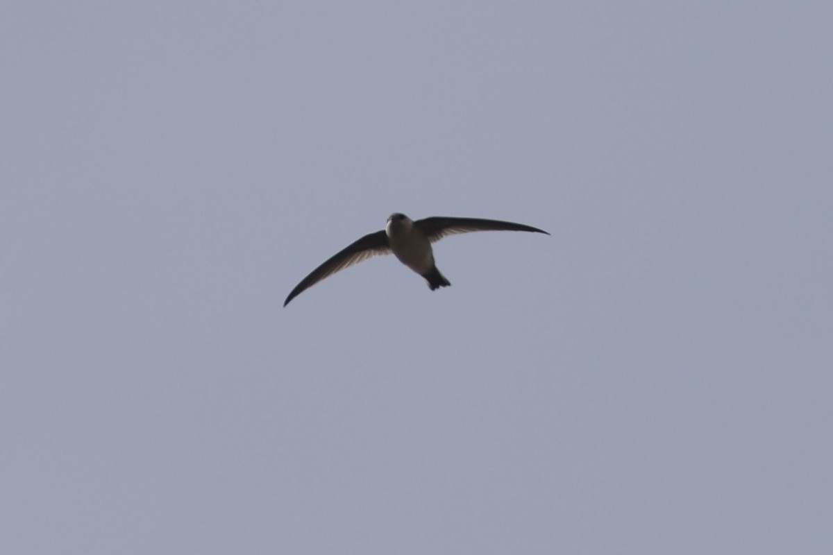 Andean Swift - ML523877341