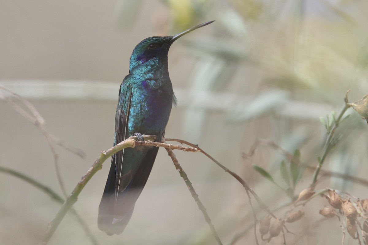 kolibřík modrolící - ML523878451