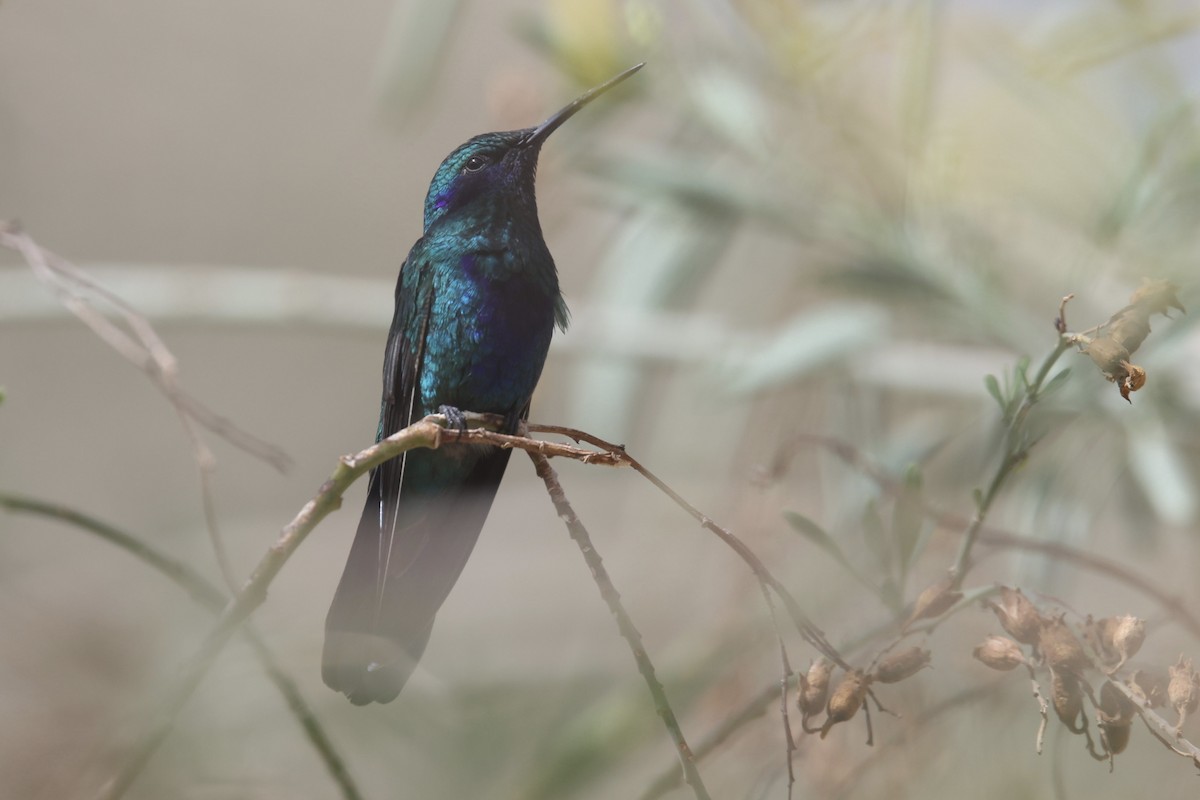 kolibřík modrolící - ML523878461
