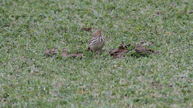 Red-throated Pipit - ML523878661