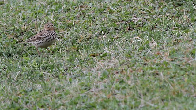 Red-throated Pipit - ML523878761