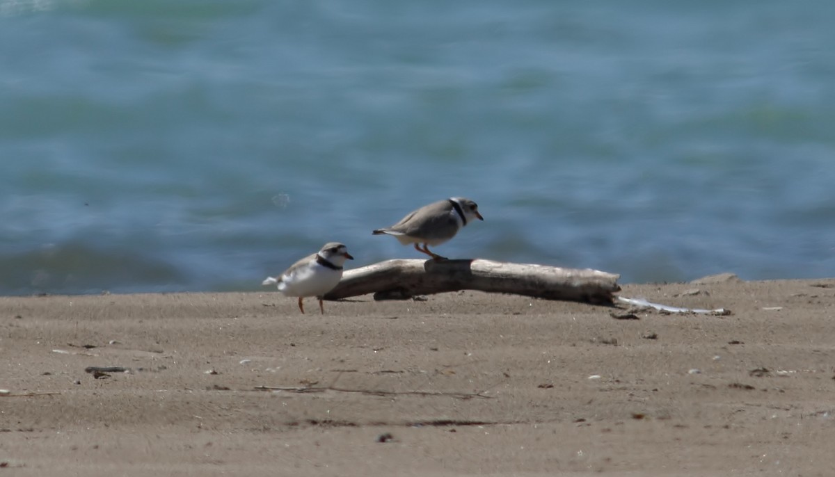 Piping Plover - ML523881091