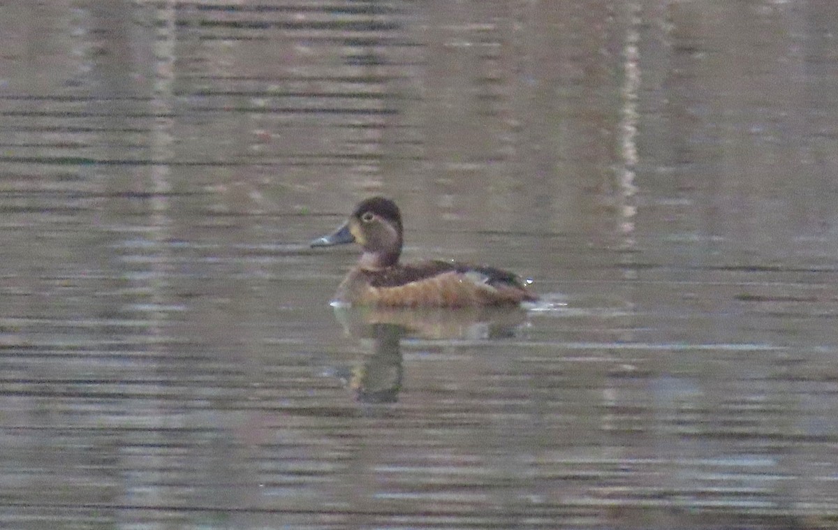 Ring-necked Duck - ML523883191