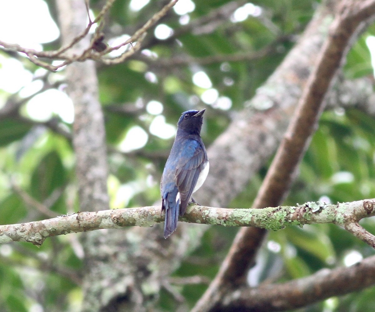 Blue-and-white Flycatcher - ML52388391