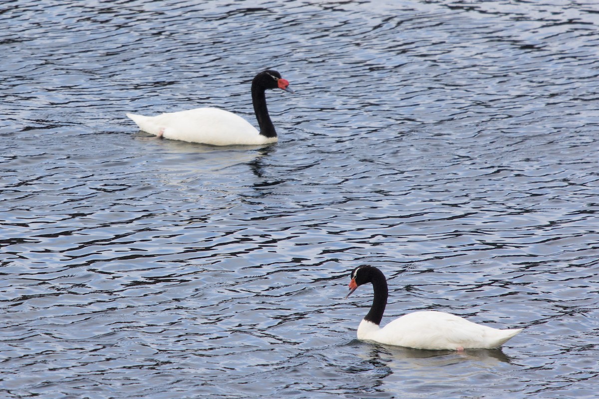 Black-necked Swan - ML523894931