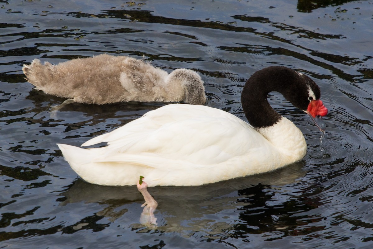 Black-necked Swan - ML523894941