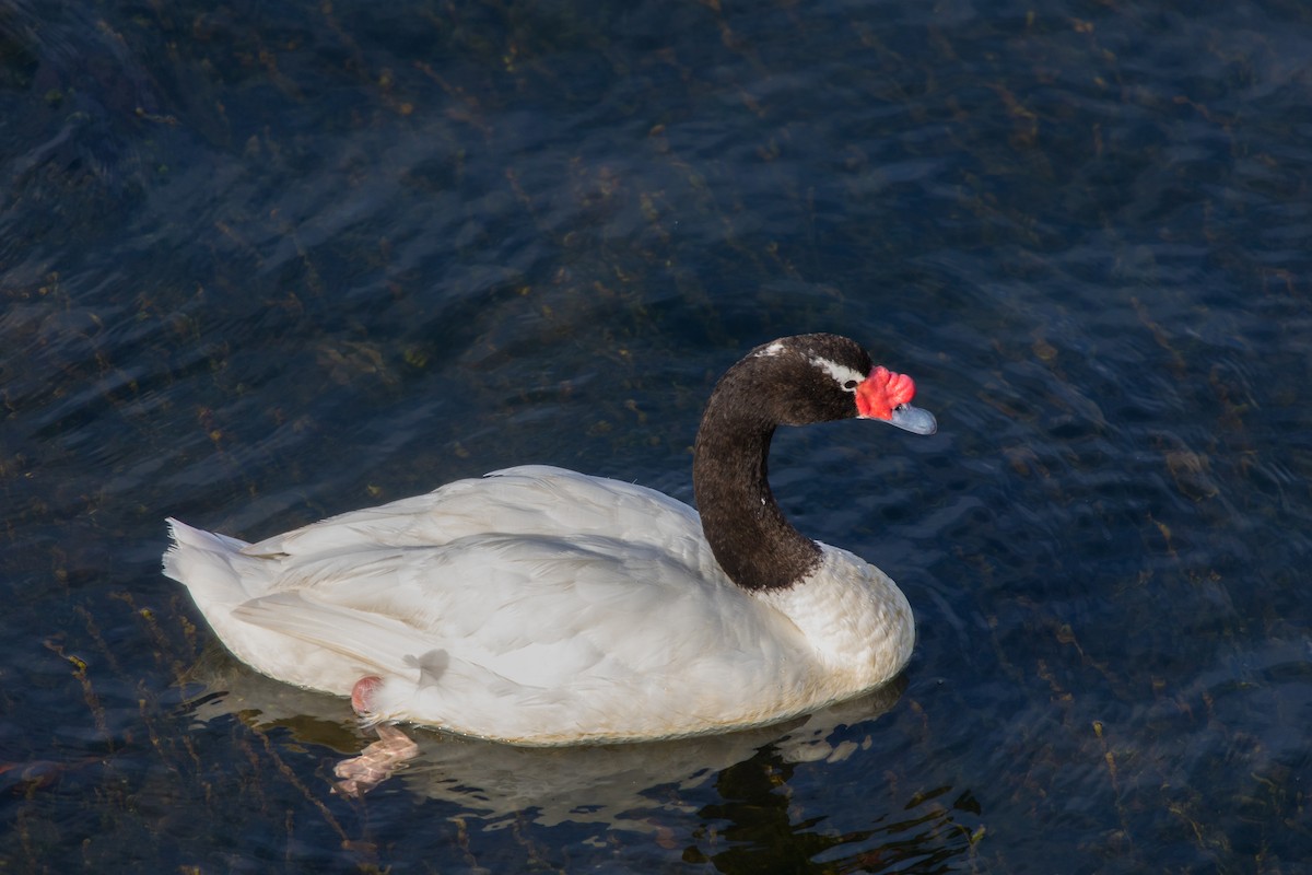 Black-necked Swan - ML523895081