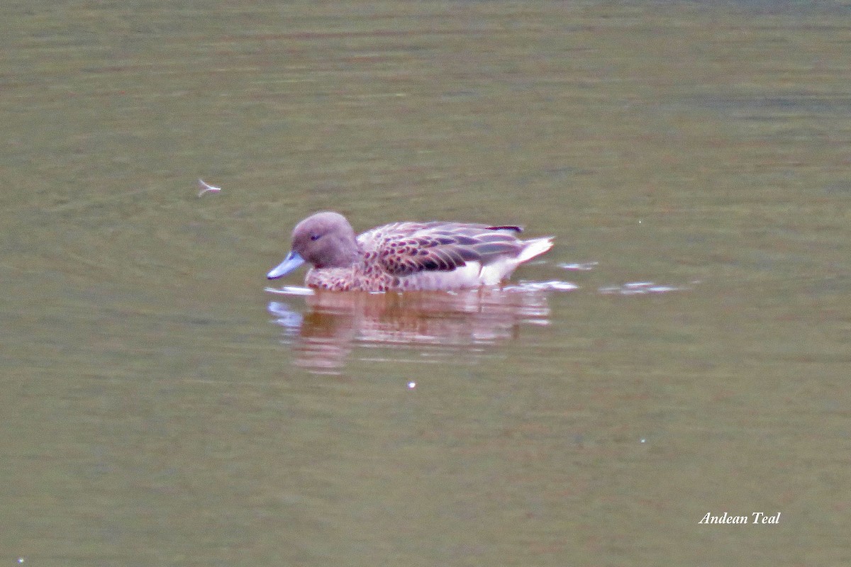 Andean Teal - Merrill Lester