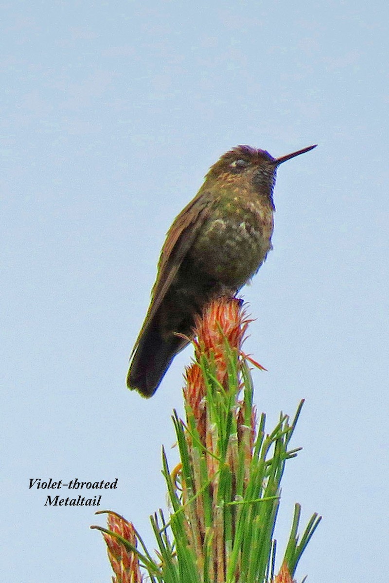 Violet-throated Metaltail - ML523897561
