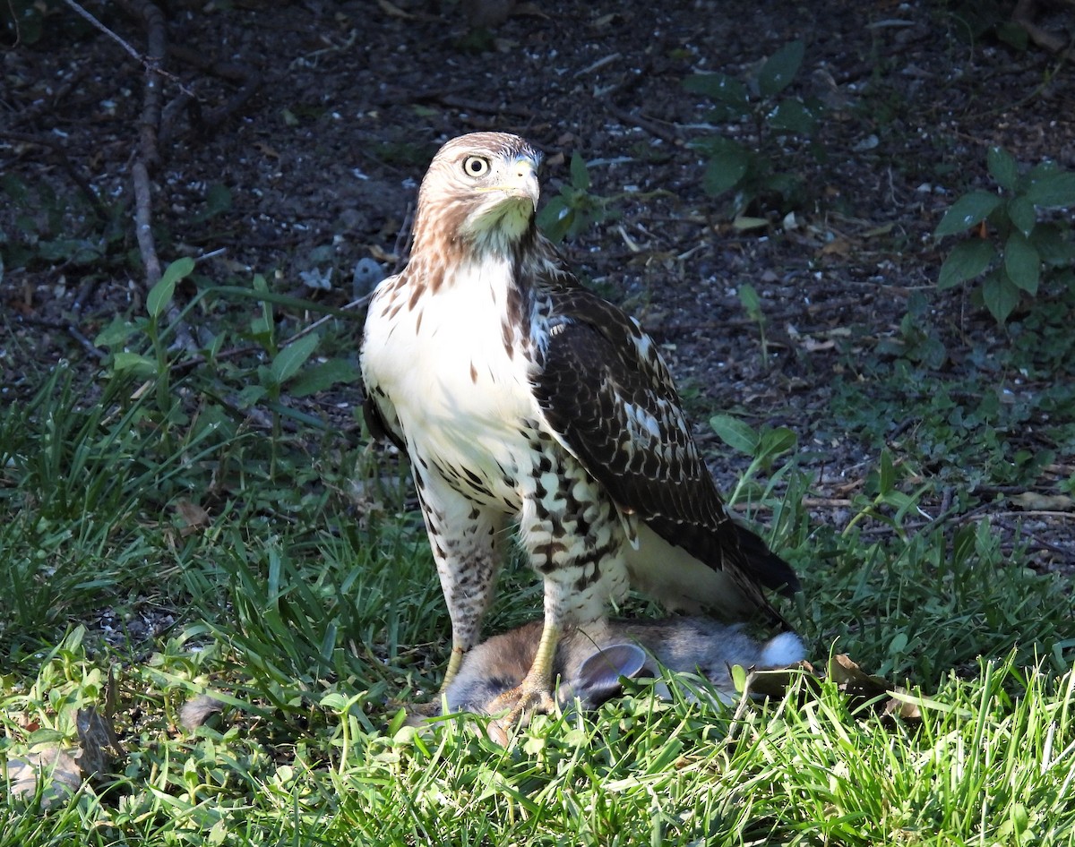 Red-tailed Hawk - ML523899391