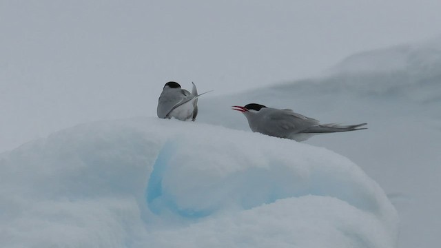 Antarctic Tern - ML523904261