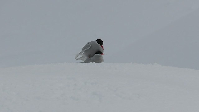 Antarctic Tern - ML523904691