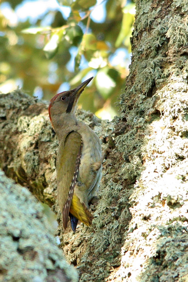 Iberian Green Woodpecker - Tânia Araújo