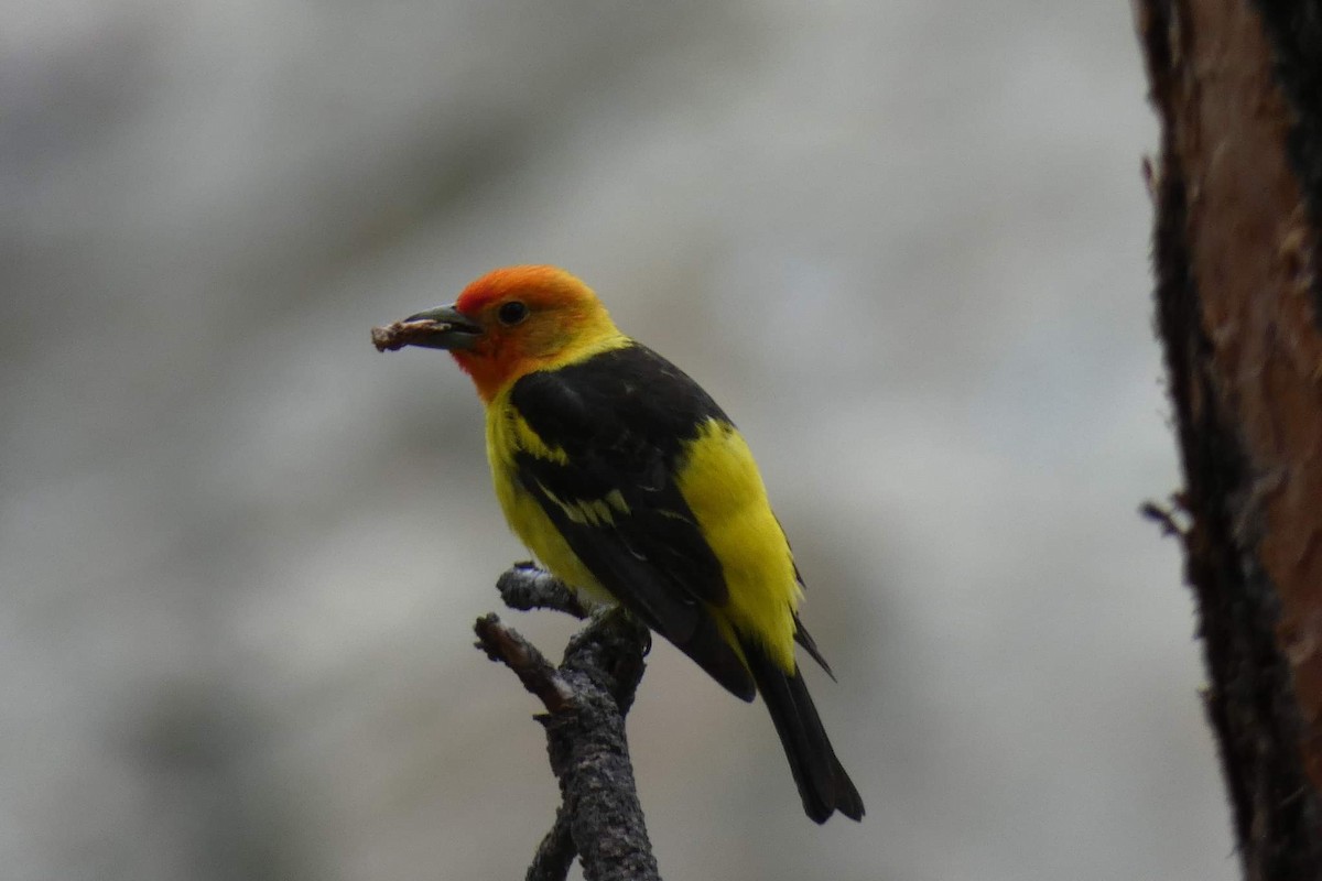 Western Tanager - ML523925301