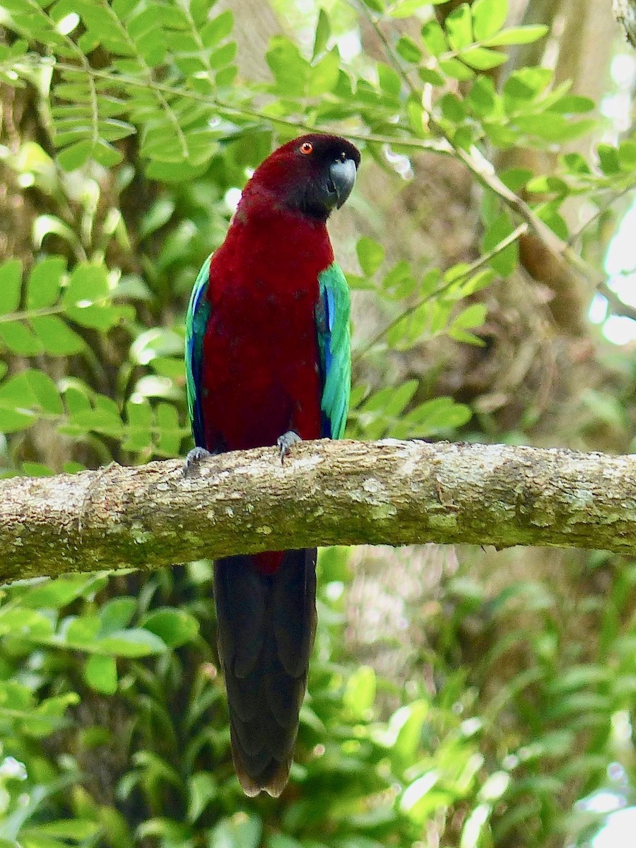 Red Shining-Parrot - ML523926681