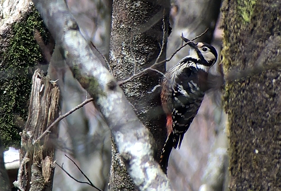 White-backed Woodpecker (Lilford's) - Gorka Gorospe