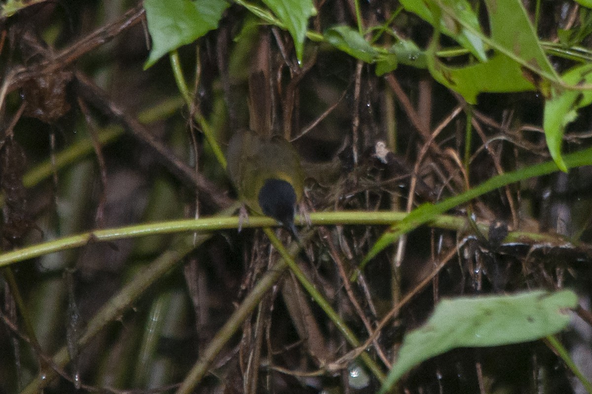 Yellow-breasted Tailorbird - ML523927651