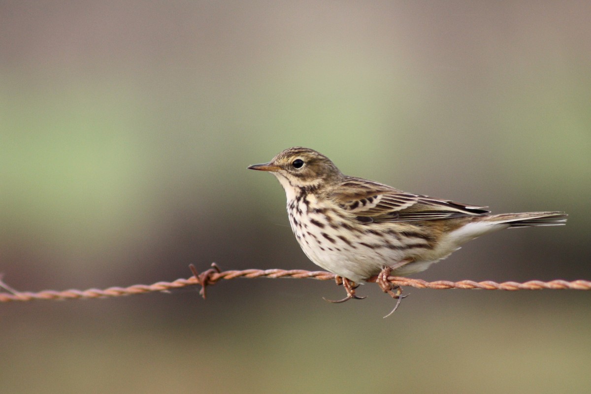 Meadow Pipit - ML52393081