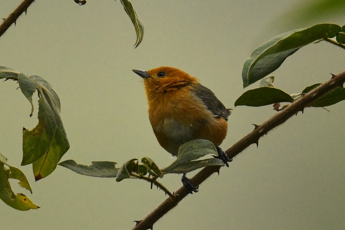 Rufous-chested Tanager - ML523933871