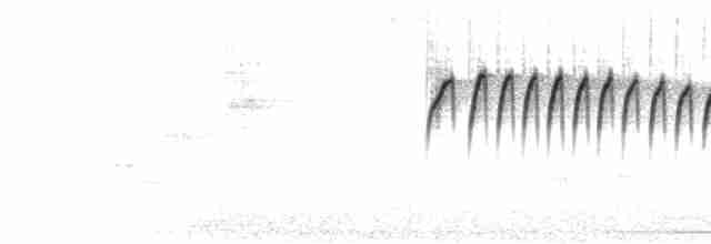  - White-browed Gnatcatcher