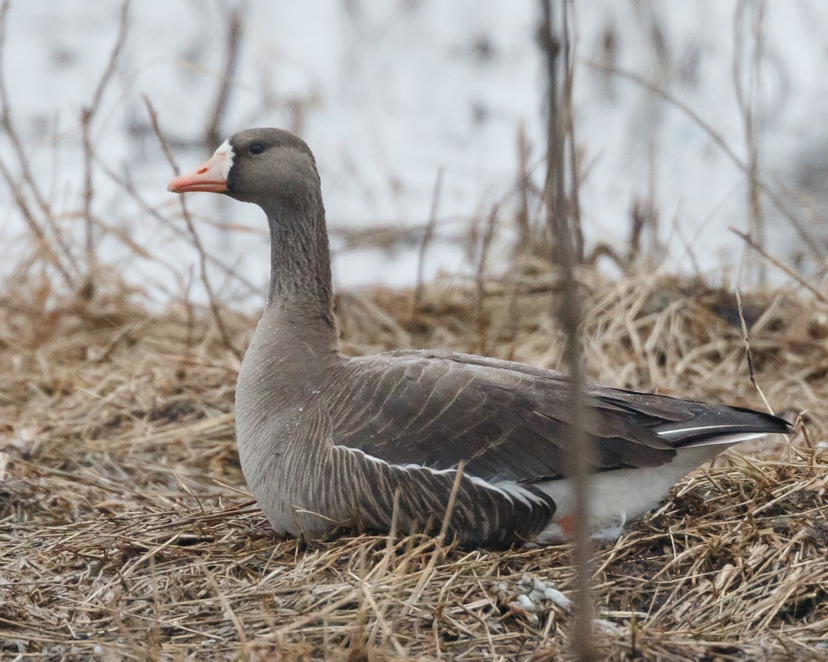 Greater White-fronted Goose - Jeff Stacey