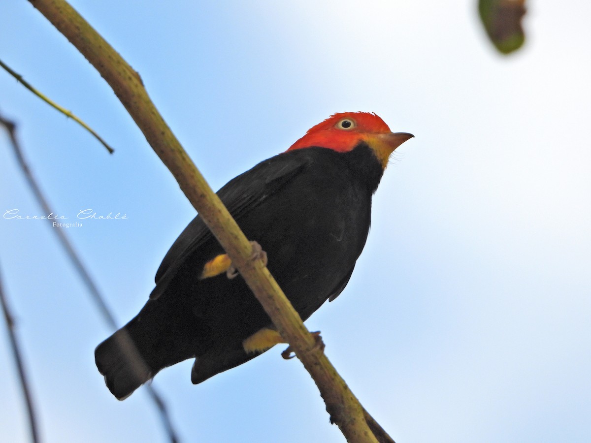 Red-capped Manakin - ML523936811