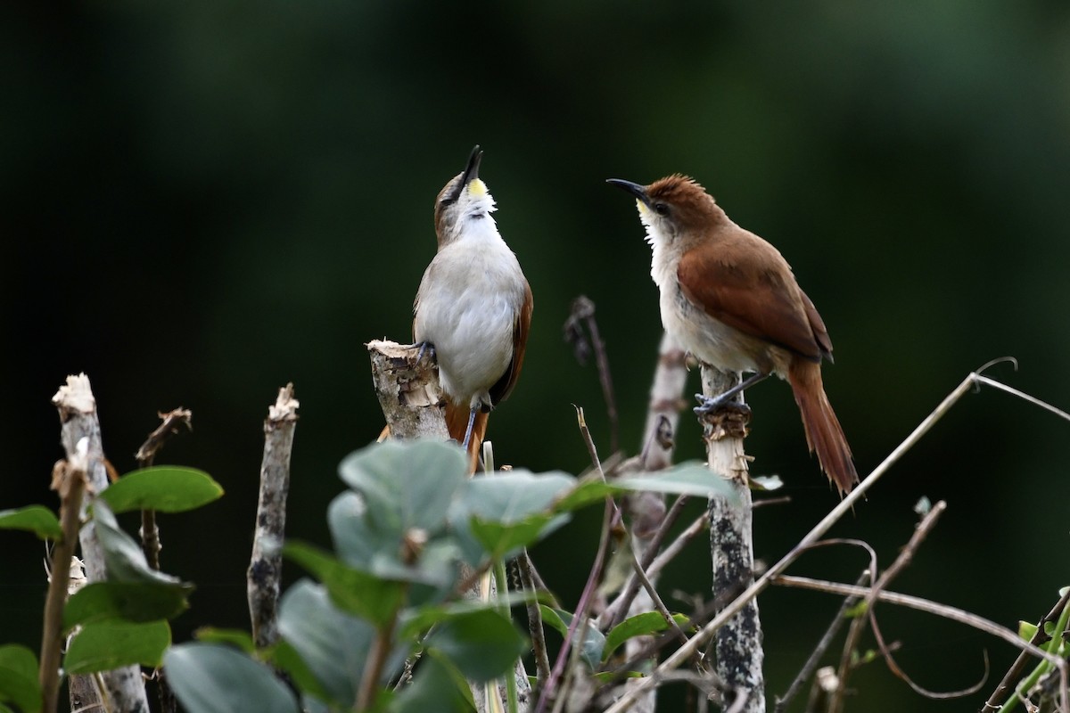 Yellow-chinned Spinetail - ML523937971