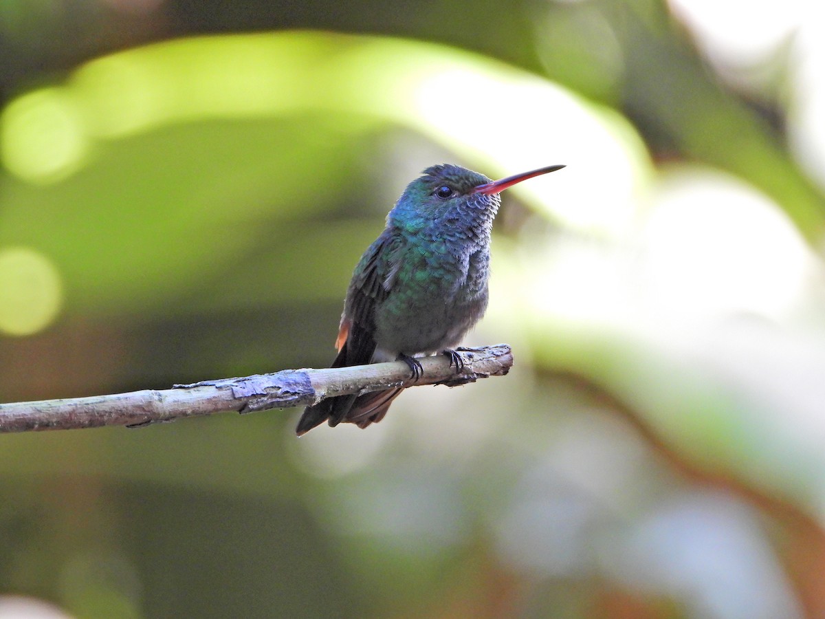 Rufous-tailed Hummingbird - ML523938581