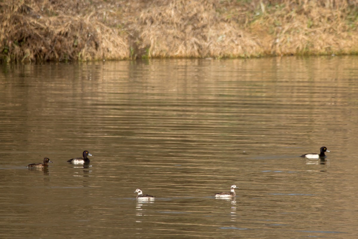 Long-tailed Duck - Luka Hercigonja