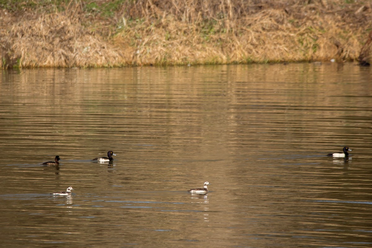 Long-tailed Duck - Luka Hercigonja