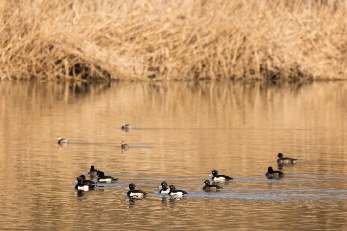 Tufted Duck - ML523942561