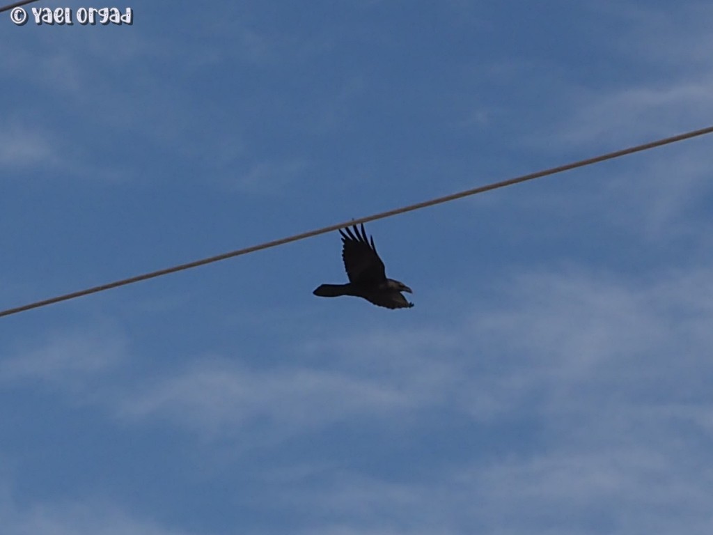 Brown-necked Raven - ML523943371