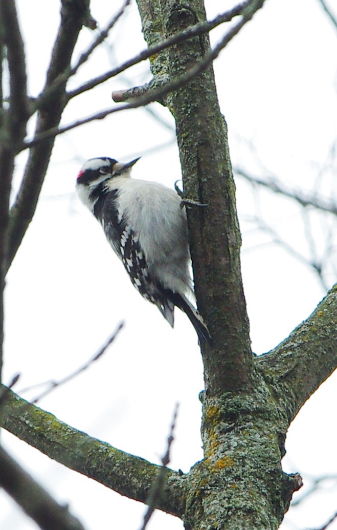 Downy Woodpecker - ML523944391