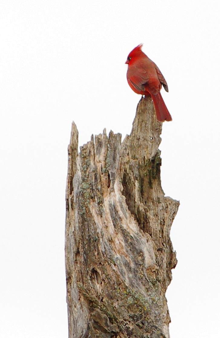 Cardinal rouge - ML523944711