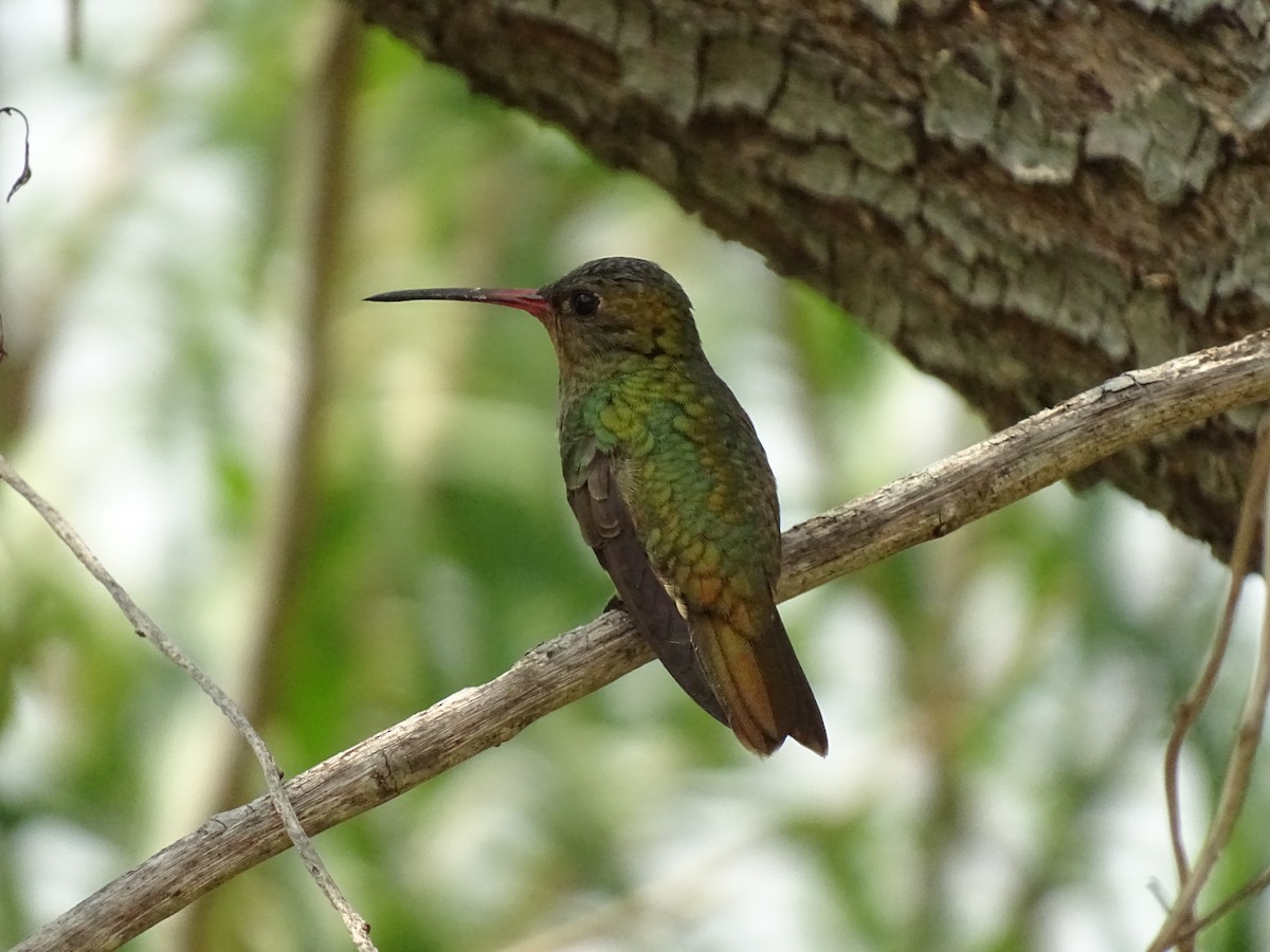 Gilded Hummingbird - Andrés de Miguel