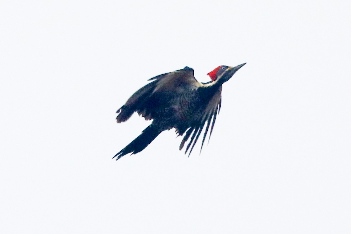 Lineated Woodpecker - ML523950011
