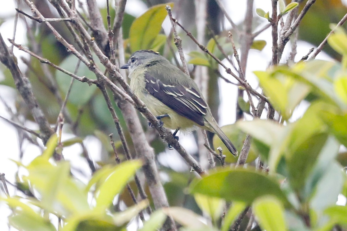 Yellow-crowned Tyrannulet - ML523950231