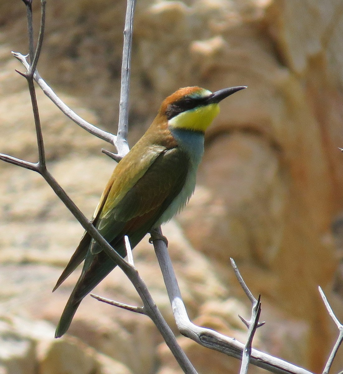 European Bee-eater - ML523955161