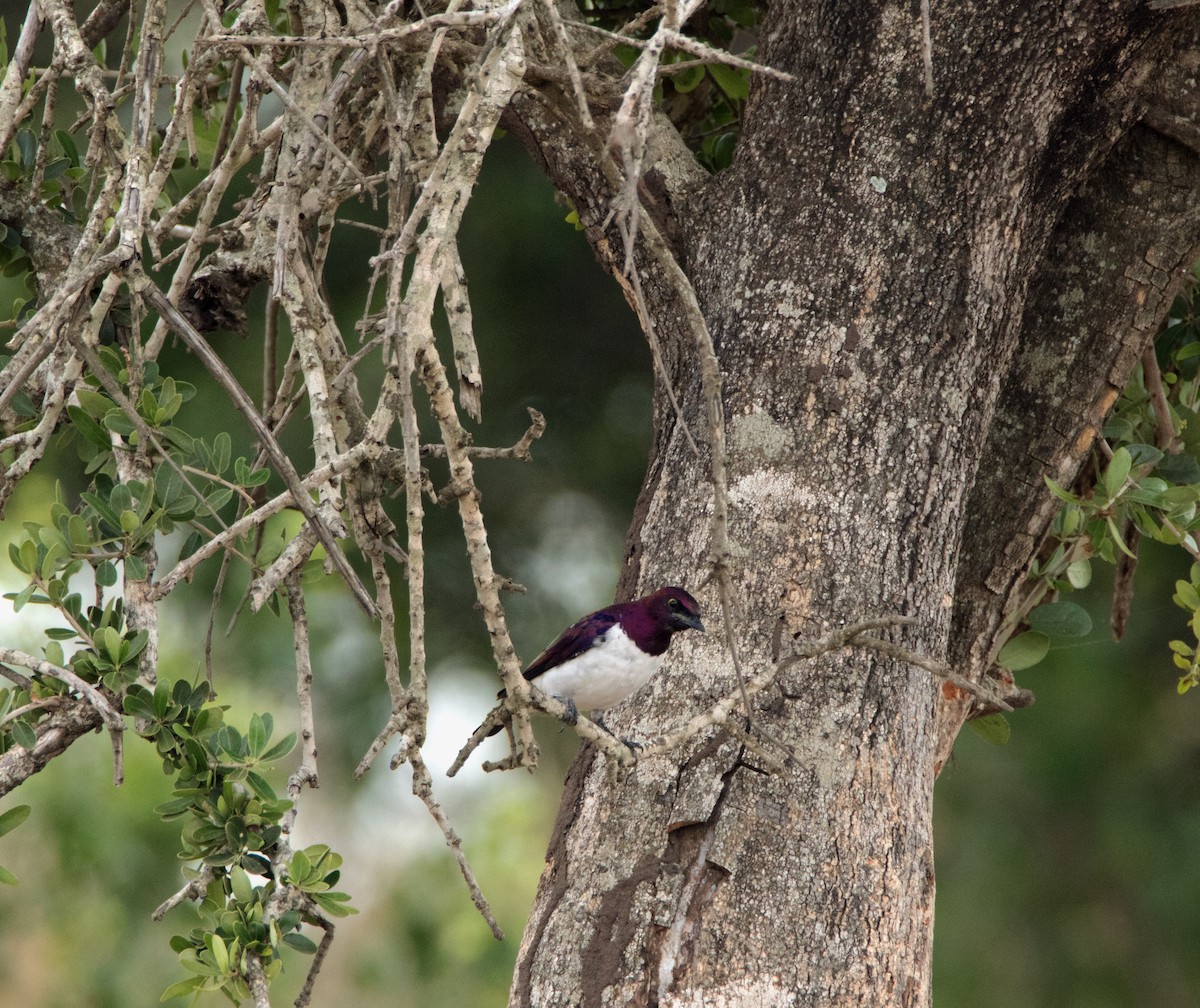 Violet-backed Starling - ML523959261