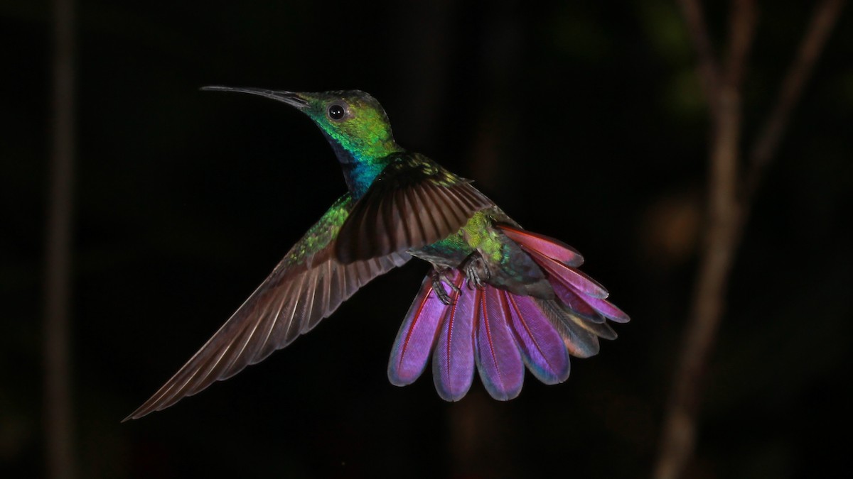 kolibřík lesklý - ML523963961