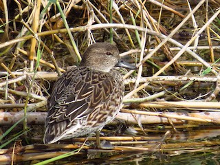 Green-winged Teal, ML523976051
