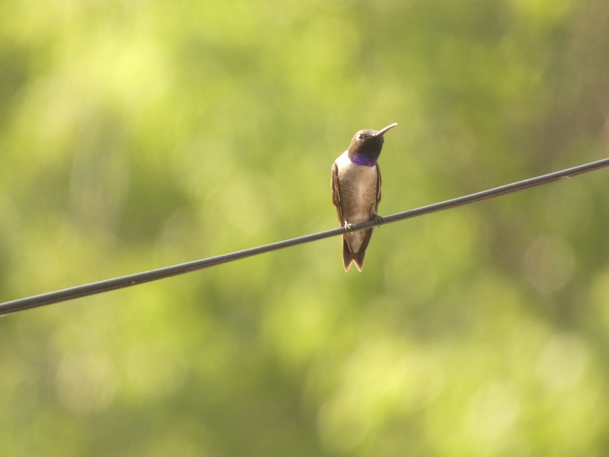 Black-chinned Hummingbird - ML523979501