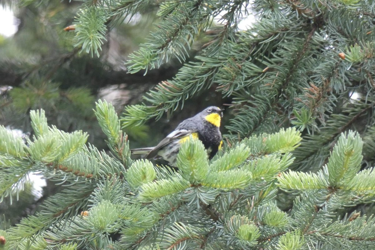 Yellow-rumped Warbler (Audubon's) - ML523980071