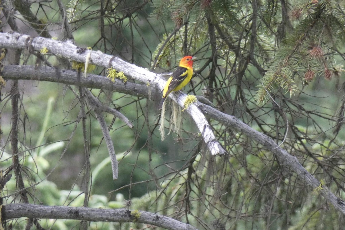 Western Tanager - ML523980131