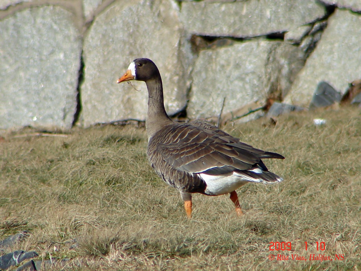Greater White-fronted Goose - ML52398181