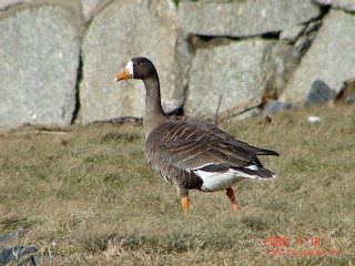 Greater White-fronted Goose, ML52398181